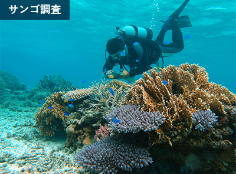 サンゴ礁の実態調査