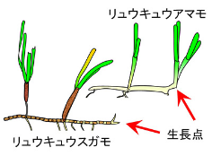 藻場の再生