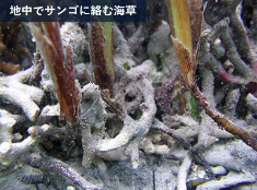サンゴと海草の共生移植