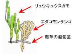 サンゴと海草の共生移植