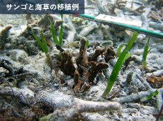 サンゴと海草の共生移植