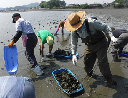 市民との協働による カブトガニ生息場の保全活動